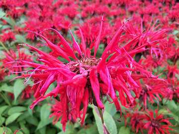 Monarda (84)