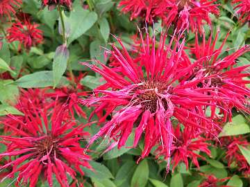 Monarda (90)