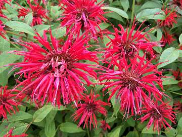 Monarda (93)