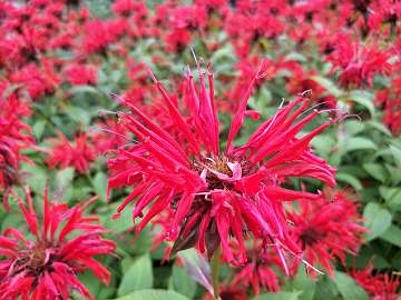 Monarda (94)