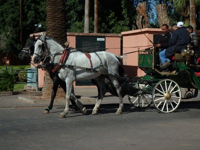 Marrakech9 (85)