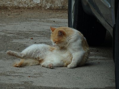 Meknes (139)