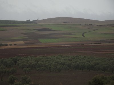 Volubilis (106)