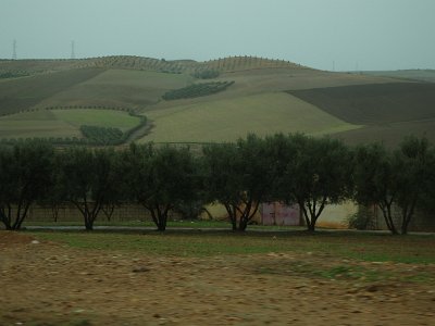 Volubilis (145)