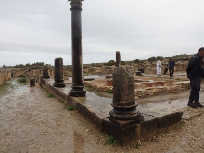 Volubilis (20)