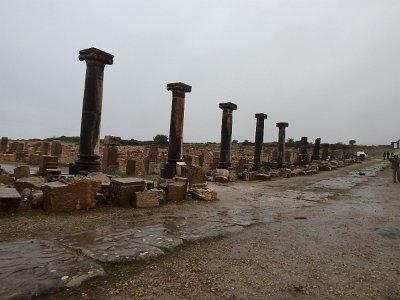 Volubilis (3)