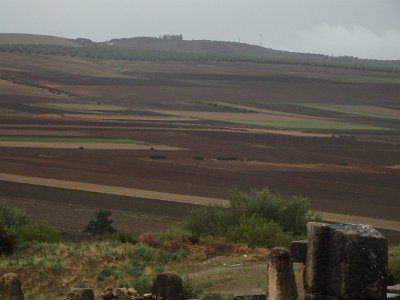 Volubilis (89)