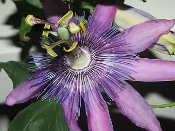 passiflora (1010)