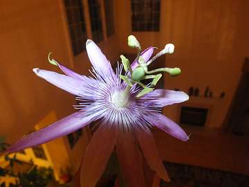 passiflora (1056)