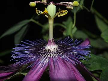 passiflora (1068)