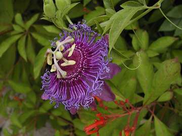 passiflora (1092)