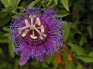 passiflora (1113)