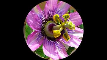 passiflora (1118)