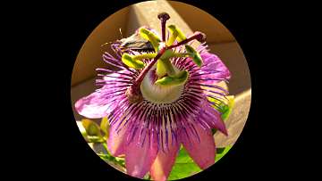 passiflora (1122)