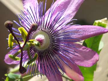 passiflora (1153)