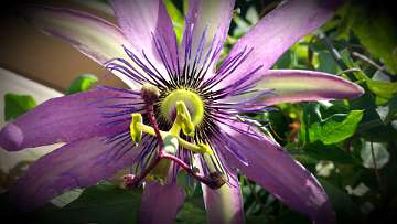 passiflora (1170)