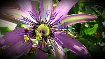 passiflora (1172)