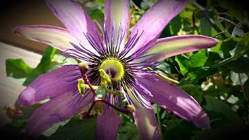 passiflora (1180)