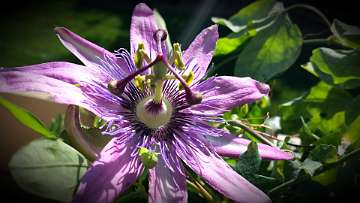 passiflora (1190)