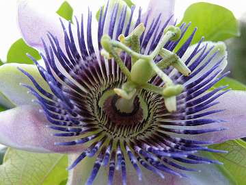 passiflora (2)