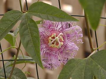 passiflora (57)