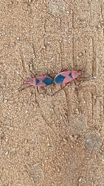 0Auroville (3)