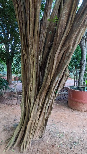 0Auroville (4)