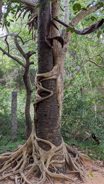 0Auroville (7)