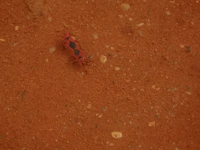 Auroville (42)