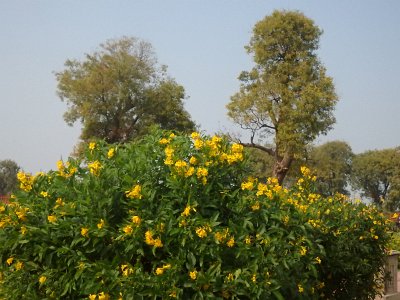 RaniStepwell (5)