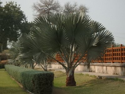 RaniStepwell (7)