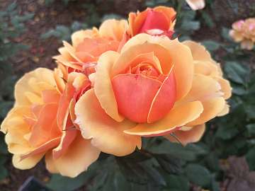 rose18 (105)