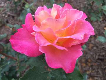 rose18 (119)