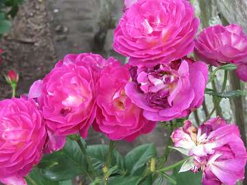 rose18 (130)