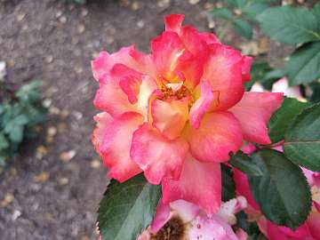 rose18 (137)