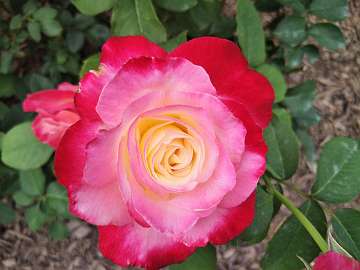 rose18 (145)