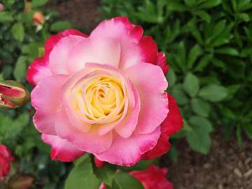 rose18 (149)