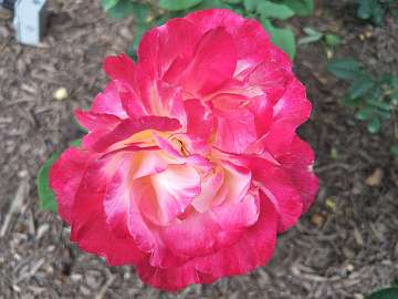 rose18 (151)