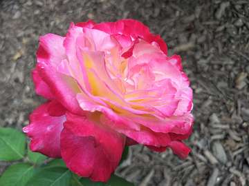 rose18 (153)