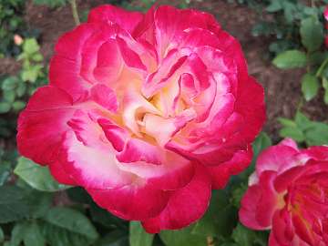 rose18 (154)