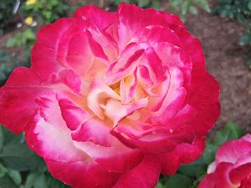 rose18 (157)