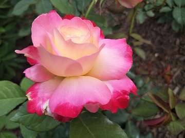 rose18 (158)