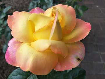 rose18 (162)