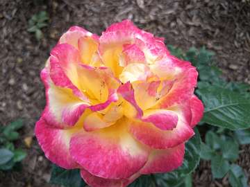 rose18 (163)