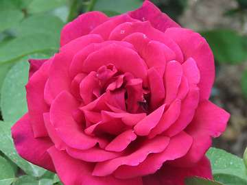 rose18 (165)