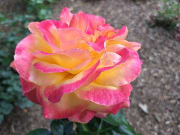 rose18 (167)