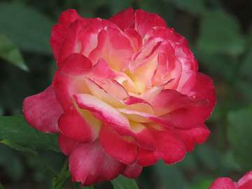 rose18 (177)