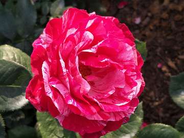 rose18 (180)