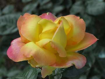 rose18 (182)