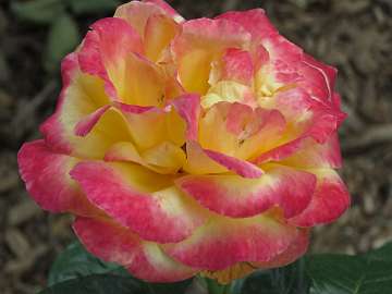 rose18 (185)